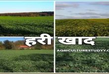 रायपुर: यूरिया का प्रभावी विकल्प बन रही हरी खाद, जशपुर में 600 हेक्टेयर पर किया गया प्रदर्शन