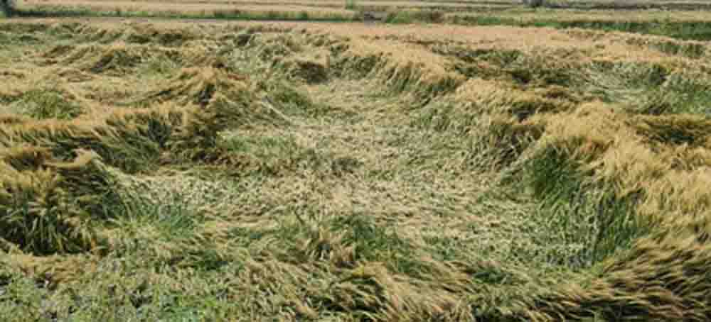 राजस्थान में ओलावृष्टि से तबाही, ई-गिरदावरी ऐप से नुकसान दर्ज करने की सुविधा