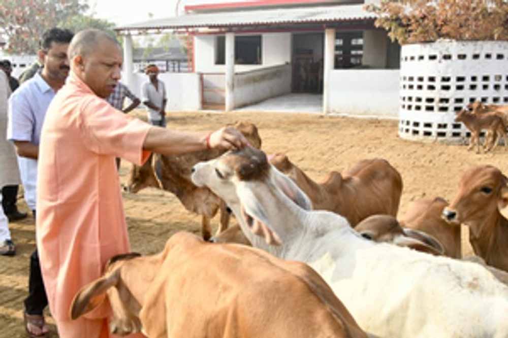 पांच अग्रणी राज्य देश के कुल दूध का करते हैं 54 फीसदी उत्पादन, इसमें अकेले यूपी की हिस्सेदारी 16 फीसदी