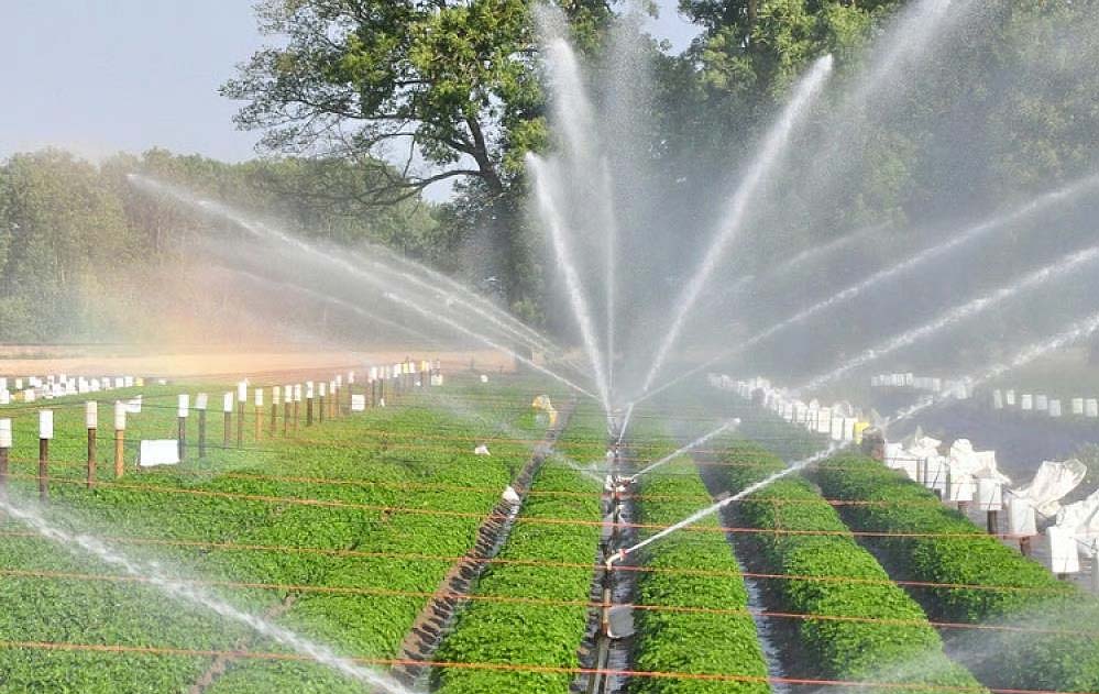 मध्य प्रदेश के 678 गांवों में हरियाली की लहर, वॉटर प्रोजेक्ट के लिए मोहन सरकार खर्च करेगी बड़े पैमाने पर