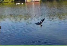 निगम की नई पहल: नैनो एरेटर तकनीक से तालाबों में पानी की गुणवत्ता में सुधार, 10 दिन में असर दिखा