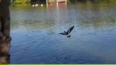 निगम की नई पहल: नैनो एरेटर तकनीक से तालाबों में पानी की गुणवत्ता में सुधार, 10 दिन में असर दिखा