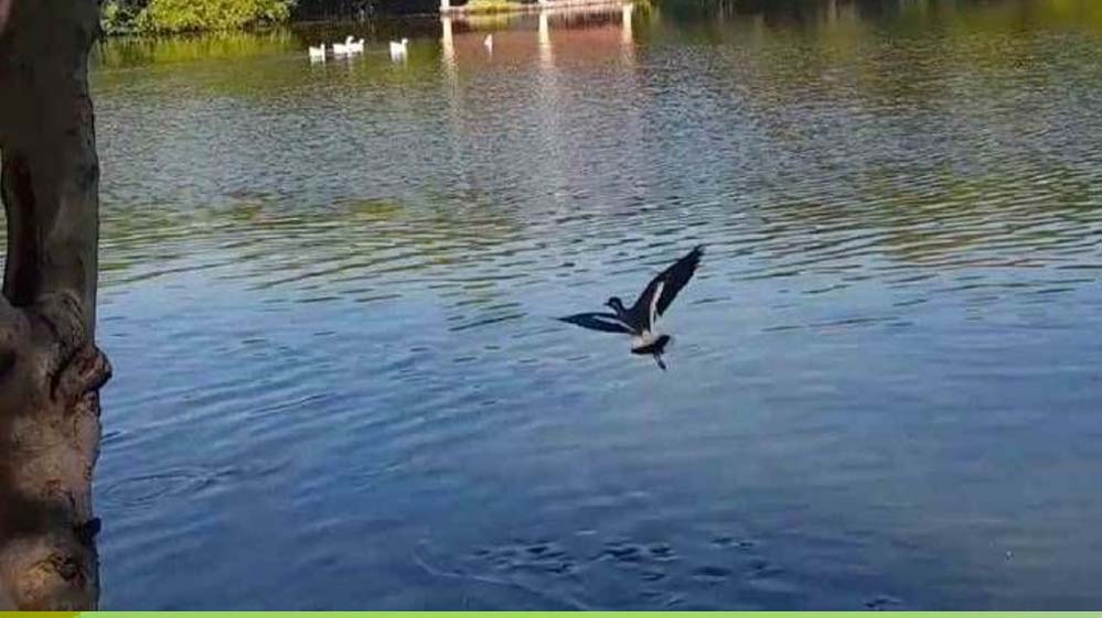 निगम की नई पहल: नैनो एरेटर तकनीक से तालाबों में पानी की गुणवत्ता में सुधार, 10 दिन में असर दिखा