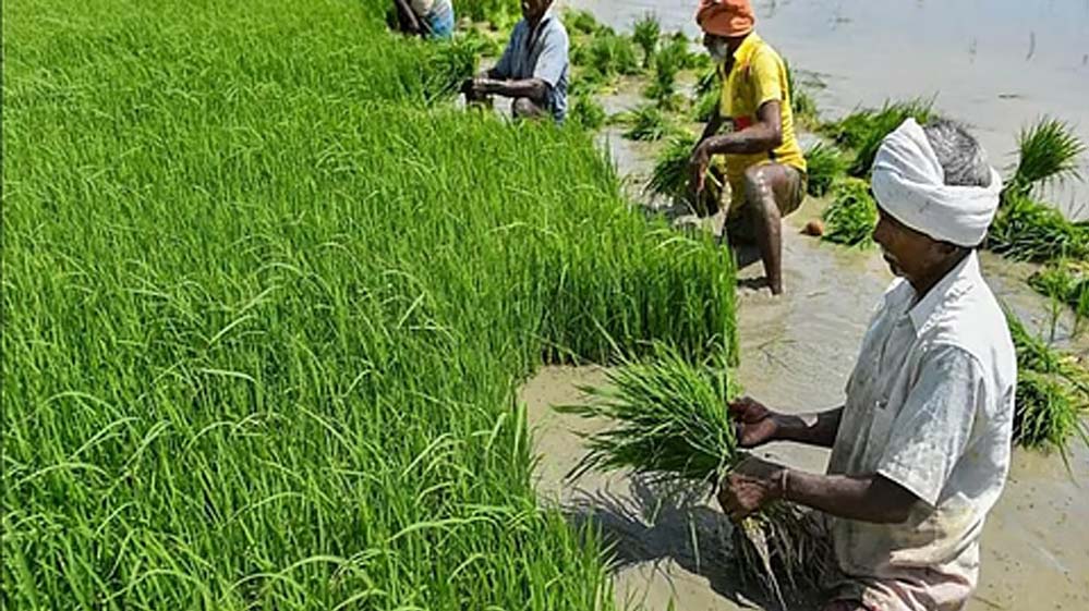 पंजाब सरकार का ऐतिहासिक कदम, 201 गांवों में किसानों को धान की अग्रिम बिजाई करने की मिली अनुमति