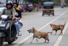 स्ट्रीट डॉग्स का बढ़ता आतंक, गर्मी में होते हैं आक्रामक; सतना में 3 घंटे में 40 लोगों को काटा