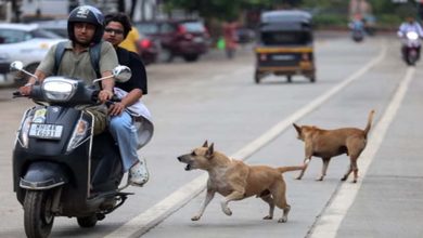 स्ट्रीट डॉग्स का बढ़ता आतंक, गर्मी में होते हैं आक्रामक; सतना में 3 घंटे में 40 लोगों को काटा