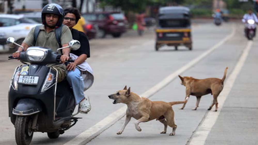 स्ट्रीट डॉग्स का बढ़ता आतंक, गर्मी में होते हैं आक्रामक; सतना में 3 घंटे में 40 लोगों को काटा