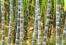 योगी सरकार के प्रयास से 73,078 हेक्टेयर गन्ना क्षेत्रफल में ड्रिप इरीगेशन संयंत्र की स्थापना हुई