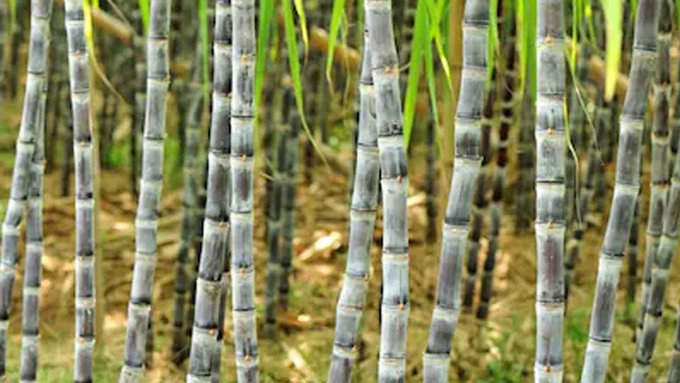 योगी सरकार के प्रयास से 73,078 हेक्टेयर गन्ना क्षेत्रफल में ड्रिप इरीगेशन संयंत्र की स्थापना हुई