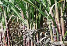 प्रदेश के गन्ना किसानों को होगा बड़ा फायदा, प्रशिक्षण और तकनीक से बढ़ेगी पैदावार