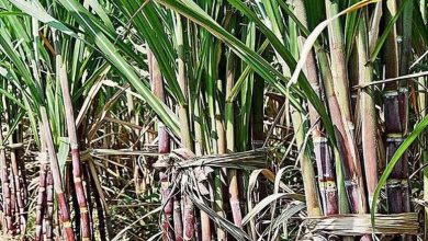 प्रदेश के गन्ना किसानों को होगा बड़ा फायदा, प्रशिक्षण और तकनीक से बढ़ेगी पैदावार