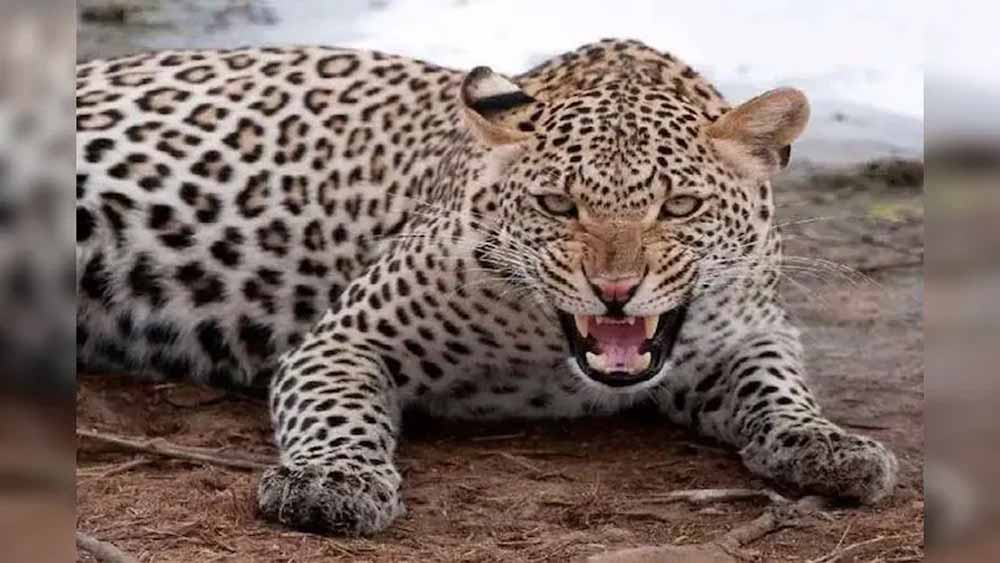 बांसवाड़ा में दहशत,श्यामपुरा इलाके में फिर दिखे दो पैंथर