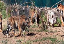नाहरगढ़ बायोलॉजिकल पार्क: बाघ बाघिन ‘रानी’ के पांच शावकों का खास जश्न