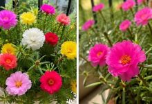 वास्तु टिप्स: मॉस रोज पौधा खोल सकता है किस्मत के बंद दरवाजे