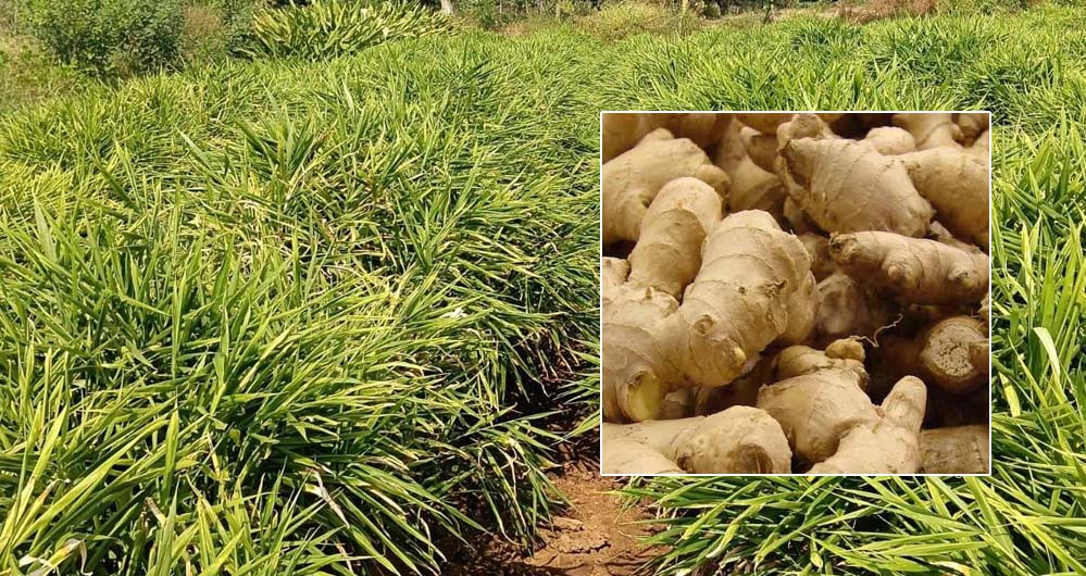 एक जिला एक उत्पाद योजना से आई नई उम्मीद, अदरक की खेती से दोगुना मुनाफा