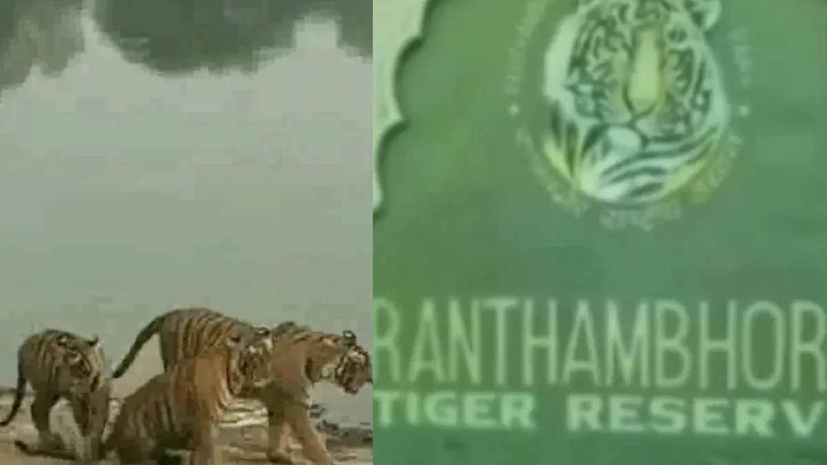 टाइगर सफारी फर्जीवाड़ा: रणथंभौर में गाइडों पर सख्ती, वनकर्मी पर नरमी से विवाद टाइगर सफारी फर्जीवाड़ा: रणथंभौर में गाइडों पर सख्ती, वनकर्मी पर नरमी से विवाद