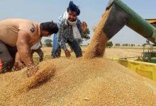 Bihar MSP Hike: रबी फसलों के दाम बढ़े, सूरजमुखी की कीमत में सबसे बड़ी बढ़ोतरी