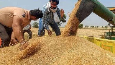 Bihar MSP Hike: रबी फसलों के दाम बढ़े, सूरजमुखी की कीमत में सबसे बड़ी बढ़ोतरी