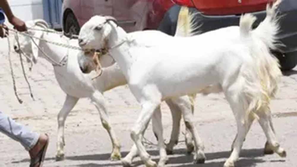 चौंकाने वाला स्कैम Bihar में: बकरी को बकरा बताकर बिक्री, फेविक्विक से फर्जी बदलाव का खुलासा