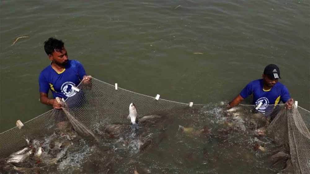 ब्लू रिवोल्यूशन की ओर बढ़ते कदम: मछली उत्पादन बढ़ा, झींगा पालन पर फोकस