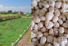 मखाना खेती पर सरकार मेहरबान, अररिया के किसानों को 75 फीसदी तक अनुदान