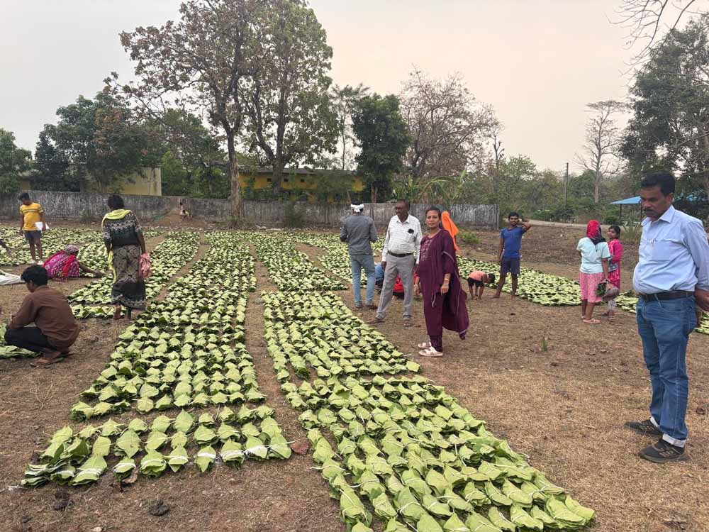 1 मई से तेंदूपत्ता संग्रहण का अभियान, 639 फड़ों पर होगी खरीद व्यवस्था