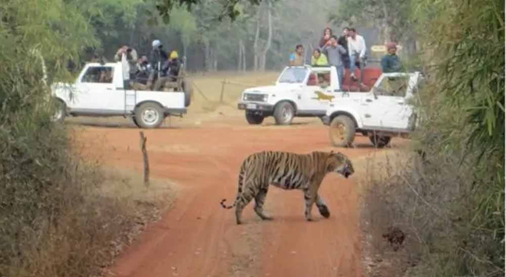 जंगल सफारी में बदला मेन्यू: टाइगर जोड़ी ने खाया चिकन, सांपों को 17 दिन बाद मिला भोजन जंगल सफारी में बदला मेन्यू: टाइगर जोड़ी ने खाया चिकन, सांपों को 17 दिन बाद मिला भोजन