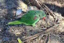 अवैध तोता कारोबार पर छापा पड़ा भारी, जगदलपुर में वन विभाग की टीम पर हमला