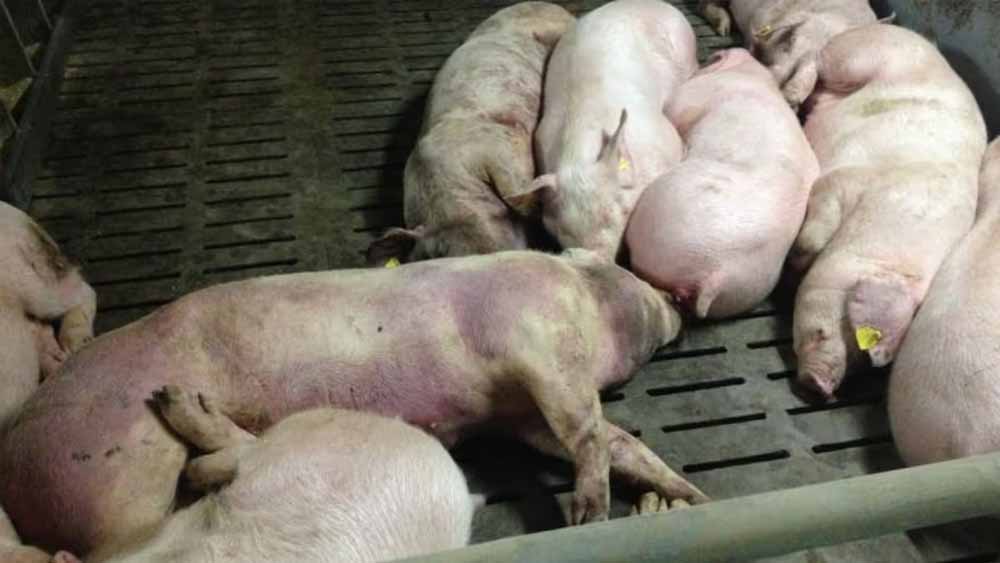 CG में स्वाइन फीवर अलर्ट: 200 सूअरों की मौत के बाद हड़कंप, संक्रमित फार्म को किया गया सील