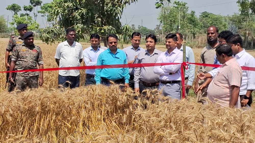 IAS अंशुल का अलग अंदाज: पूर्णिया DM ने किसानों के साथ खेत में काटी फसल, लोगों ने कहा—पहली बार देखा