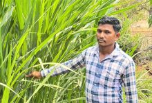 6 गायों से शुरू हुआ डेयरी का सफर, आज 25 उन्नत पशुओं के साथ लिख रहे सफलता की इबारत