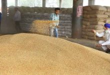 रिकॉर्ड गेहूं खरीद: पंजाब में 100 LMT पार, ₹21,000 करोड़ से अधिक की पेमेंट जारी