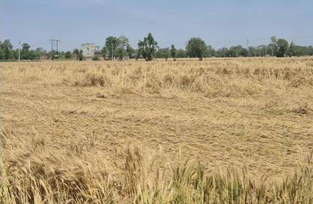 खेतों पर संकट के बादल: मौसम विभाग की चेतावनी, गेहूं की फसल को बड़ा नुकसान संभव