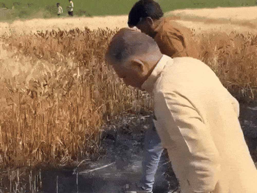 फसल नुकसान पर सरकार एक्टिव: पंजाब के पब्लिक वर्क्स मिनिस्टर ने आग प्रभावित खेतों का किया निरीक्षण