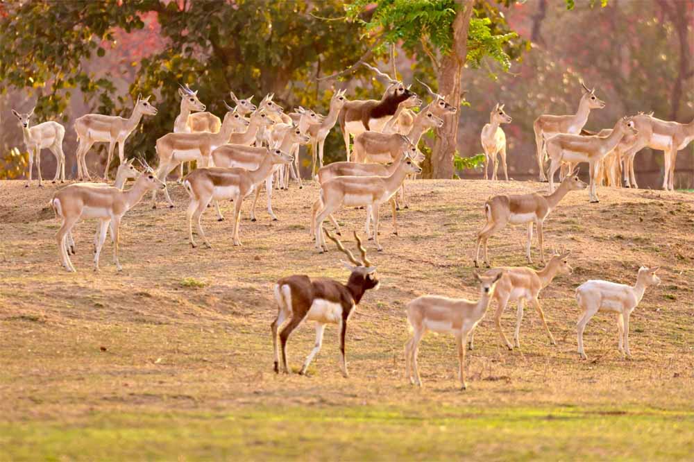 स्थानीय विलुप्ति से लेकर लगभग 200 की संख्या तक पहुँचे काले हिरण : ‘मन की बात’ में मिली राष्ट्रीय पहचान