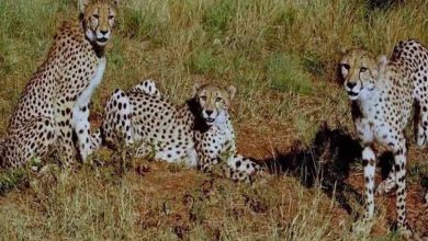 कूनो में चीतों का सफल प्रजनन, 4 मादा चीतों ने 3 महीने में दी संतान, जंगल में प्रजनन को बताया टास्क