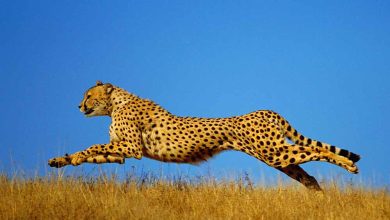 कूनो में चीतों की बढ़ती संख्या, गांधीसागर और नौरादेही के जंगल बने नए घर, आठ बाड़े तैयार, जल्द शिफ्ट होंगे चीते