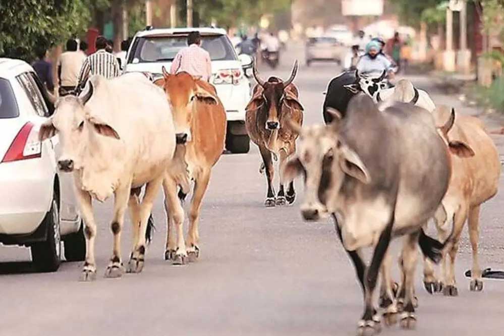 40 लाख आवारा पशुओं को मिलेगा 12 अंकों का कोड, मध्य प्रदेश में केसरिया टैग से होगी पहचान
