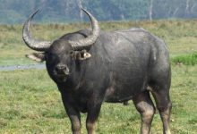 मुख्यमंत्री डॉ. यादव 28 अप्रैल को सूपखार में करेंगे भैंस पुनर्स्थापन का शुभारंभ