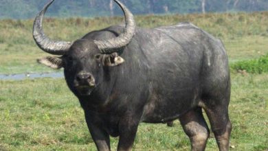 मुख्यमंत्री डॉ. यादव 28 अप्रैल को सूपखार में करेंगे भैंस पुनर्स्थापन का शुभारंभ