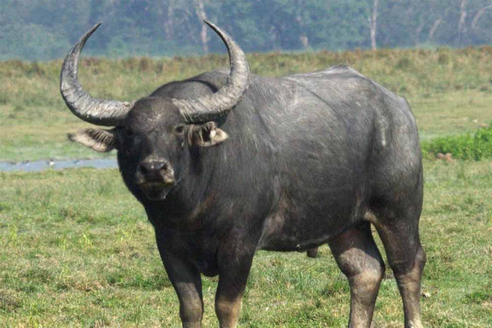 मुख्यमंत्री डॉ. यादव 28 अप्रैल को सूपखार में करेंगे भैंस पुनर्स्थापन का शुभारंभ