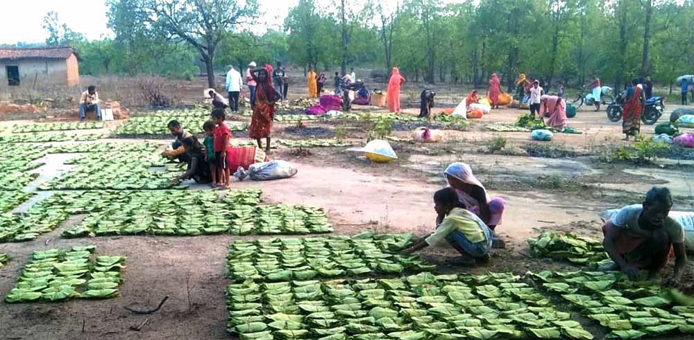 मुख्यमंत्री डॉ. यादव बोले - महिला तेंदूपत्ता संग्राहकों के सशक्तिकरण के लिये प्रदेश में संवेदनशील और दूरदर्शी नीतियां