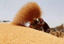 4 लाख 88 हजार किसानों से 19 लाख 90 हजार मीट्रिक टन गेहूं का हुआ उपार्जन