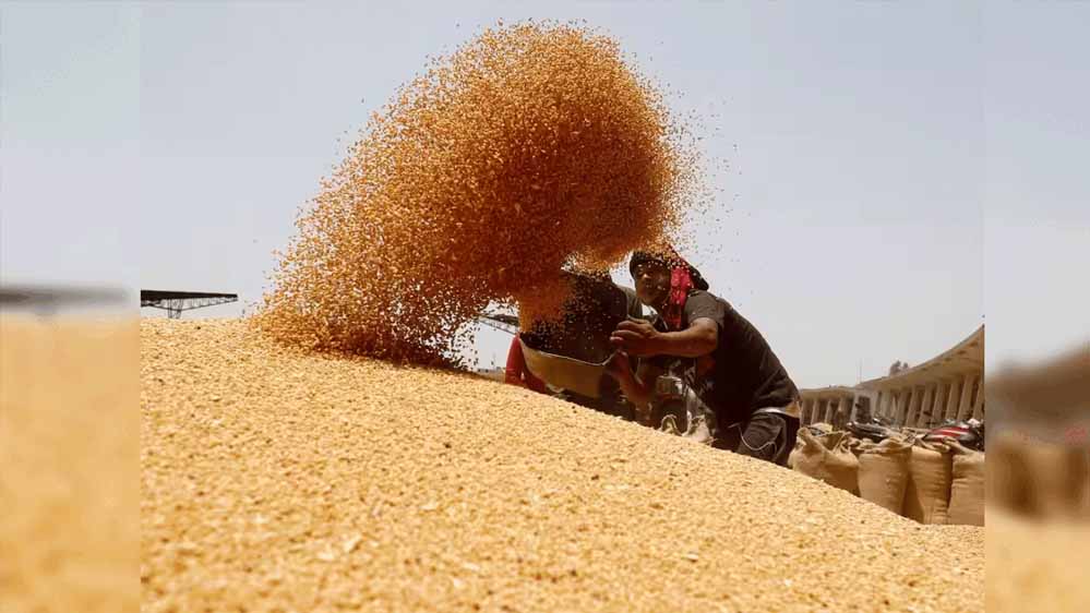 4 लाख 88 हजार किसानों से 19 लाख 90 हजार मीट्रिक टन गेहूं का हुआ उपार्जन