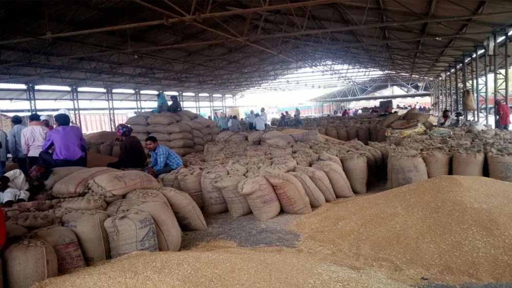 जालंधर में गेहूं की 3.31 लाख मीट्रिक टन खरीद, 882 करोड़ रुपये का भुगतान हुआ