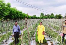 राष्ट्रीय कृषि विकास योजना: ईश्वरी प्रसाद ने टमाटर उत्पादन से कमाए 02 लाख 90 हजार रूपए