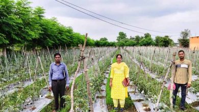 राष्ट्रीय कृषि विकास योजना: ईश्वरी प्रसाद ने टमाटर उत्पादन से कमाए 02 लाख 90 हजार रूपए