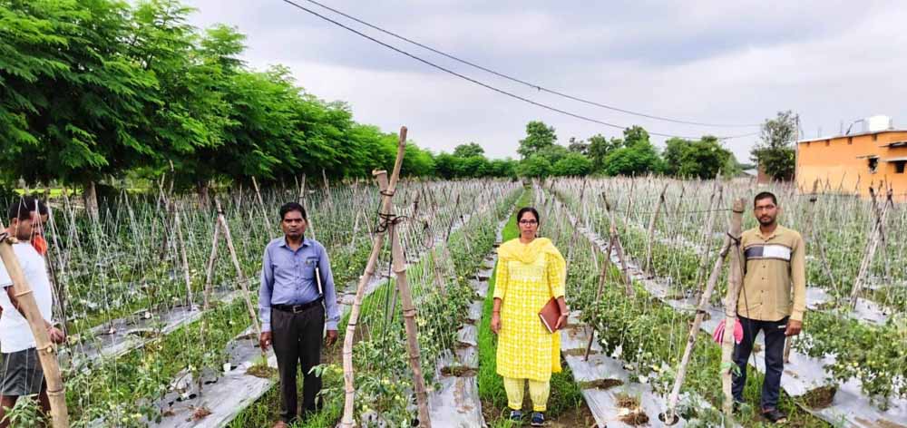 राष्ट्रीय कृषि विकास योजना: ईश्वरी प्रसाद ने टमाटर उत्पादन से कमाए 02 लाख 90 हजार रूपए