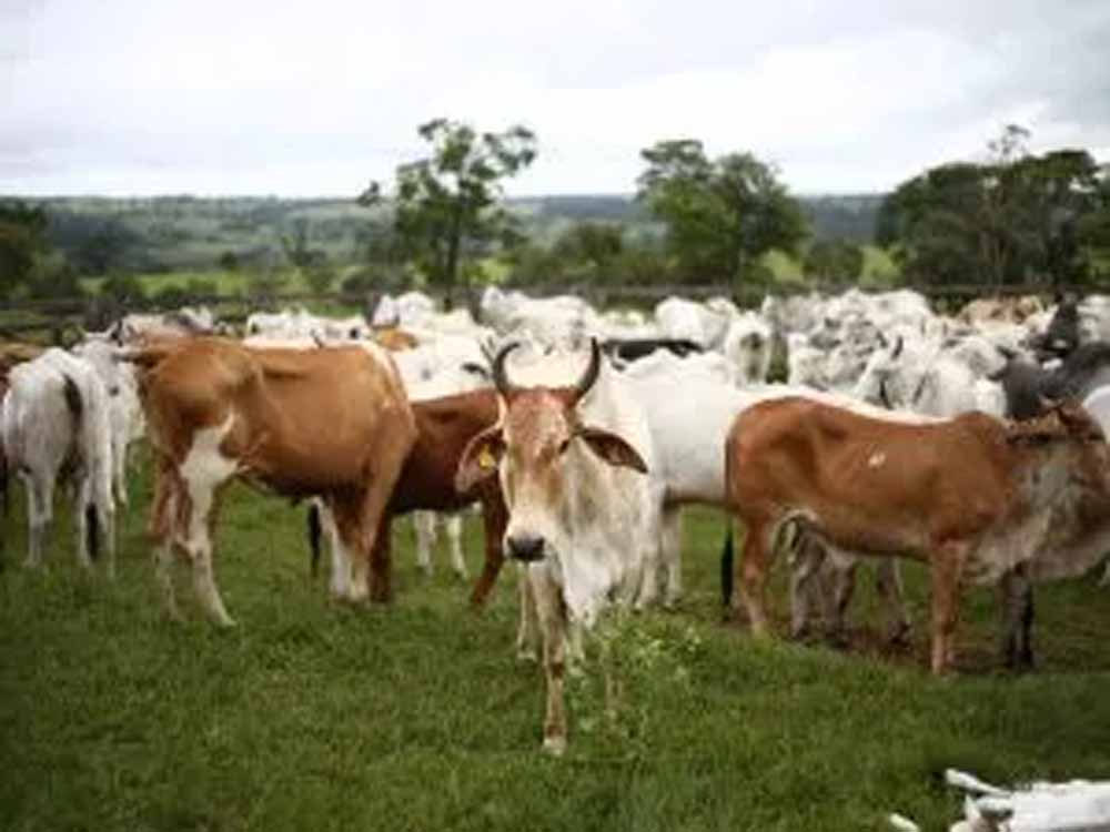 योगी सरकार का बड़ा कदम, गोबर से बनेगी कमाई और ऊर्जा का नया स्रोत
