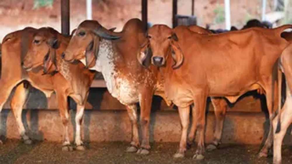 गाय संरक्षण पर सख्ती से बढ़ी अर्थव्यवस्था, यूपी में 36 हजार गिरफ्तारियां